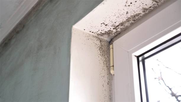Best Dehumidification Services  in Keuka Park, NY