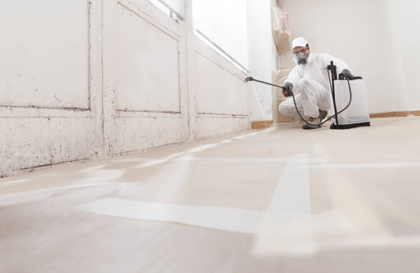 Best Basement Mold Removal  in Keuka Park, NY