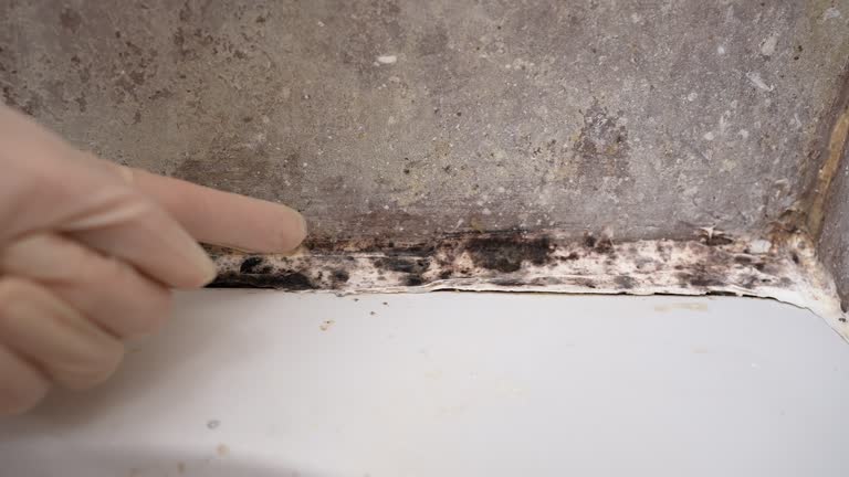Professional Mold Removal in Keuka Park, NY