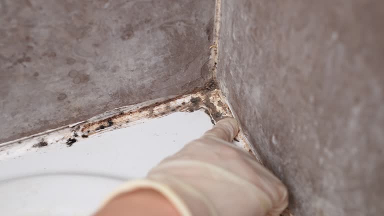 Best Attic Mold Removal  in Keuka Park, NY