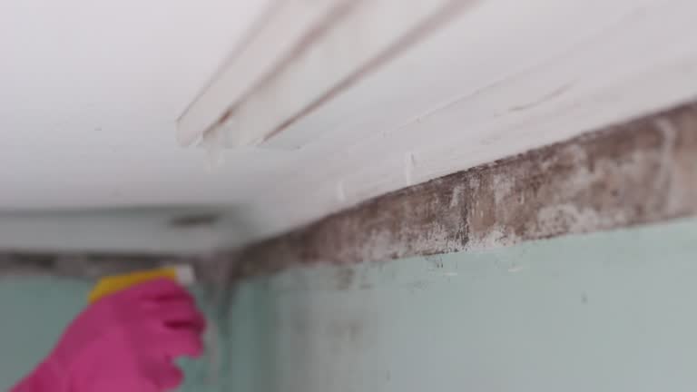 Best Comprehensive Air Testing for Mold Contaminants  in Keuka Park, NY